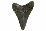 Juvenile Megalodon Tooth - South Carolina #312118-1